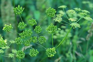 s_kuemmel 2 Gewürze - Kümmel ganz - Hofladen Altkö